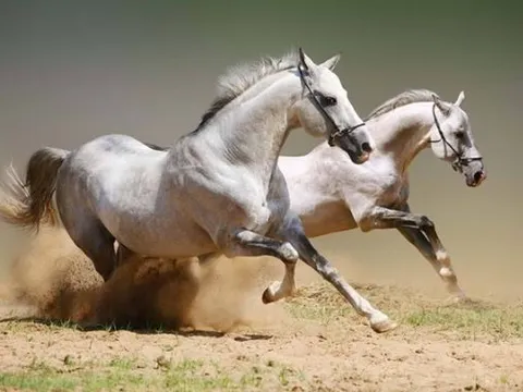 Tuần mới, 3 con giáp sau đây sẽ xua đuổi được vận đen, đón tài lộc bùng nổ, tiền vào như nước