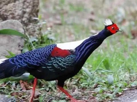 Việt Nam có một loài gà vừa đẹp vừa điệu đà, không thể ăn thịt, giá trị lại cực cao, chỉ có ở nước ta