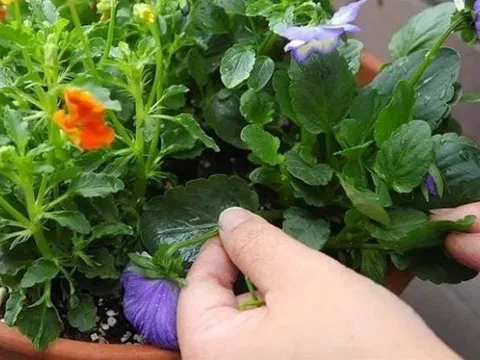 Khi trồng hoa tại nhà hãy ghi nhớ tưới “6 loại nước” này thì cây sẽ phát triển mạnh mẽ um tùm và hoa nở rộ