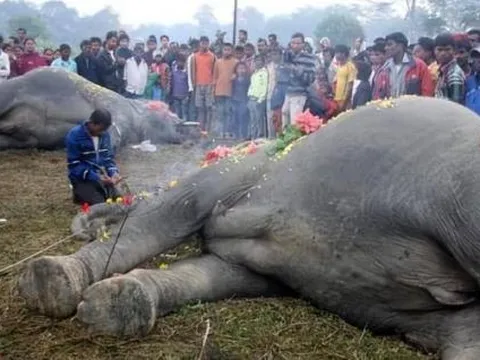 Sau khi voi chết sẽ mang theo một 'sức mạnh chết chóc', nếu con người cố tình chạm vào sẽ gây ra cảnh tượng kinh hoàng?