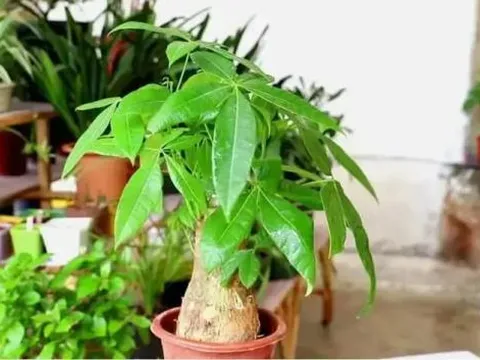 5 cây cảnh rất hiếm nở hoa, nếu bỗng nhiên nở hoa ắt có 'điềm báo mừng', gia chủ cần chuẩn bị