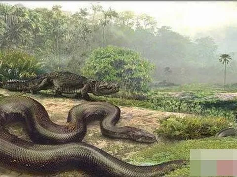 Hé lộ về trăn Titan cổ đại, tuyệt chủng 60 triệu năm trước, là loài rắn lớn nhất thế giới chưa được giải mã