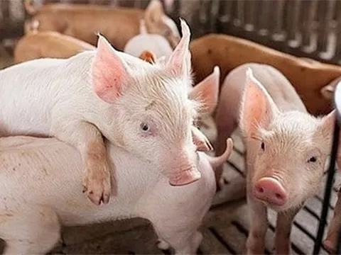 Giá heo hơi ngày 11/2/2025: Vượt mốc 73.000 đồng/kg, thiết lập đỉnh mới 