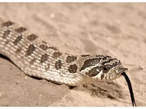 Là loài rắn độc, tại sao rắn hổ mang hognose lại “diễn trò giả chết” khi gặp nguy hiểm và không bao giờ dám tấn công?