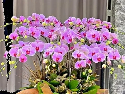 6 loại cây 'hút tài lộc' nhất định phải trồng trong năm 2025, vừa rước may mắn vào nhà, vừa mang lại vận khí cho gia chủ