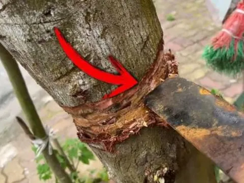 4 loại cây mà dù nghèo đến mấy cũng đừng chặt bỏ, con cháu 3 đời vẫn hưởng phúc