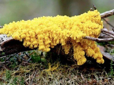 Sinh vật ‘bí ẩn nhất tự nhiên’: Không não vẫn 'học' được, có hơn 700 giới tính