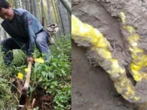 Cuốc đất tìm măng, người đàn ông 'đổi đời' khi đào được 'kho báu' quý hơn vàng giá trị lên tới hàng tỷ đồng