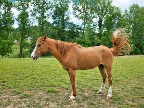 Trong 3 tháng tới, 3 con giáp sau đây sẽ gặp nhiều may mắn, sự nghiệp suôn sẻ, cuộc sống bình yên