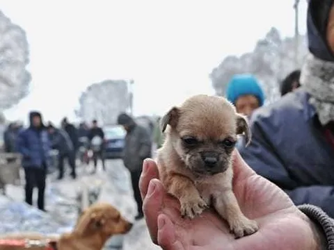 Mẹo chọn chó của từ kinh nghiệm của người xưa: Hãy ghi nhớ 6 'bí quyết' này để biết cách chọn chó tốt