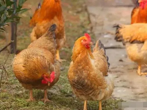 'Đừng nuôi gà khi bạn nghèo, và đừng nuôi cừu khi bạn giàu', lý do là gì? Tại sao chúng ta không thể nuôi chúng? Có lý do khoa học nào không?