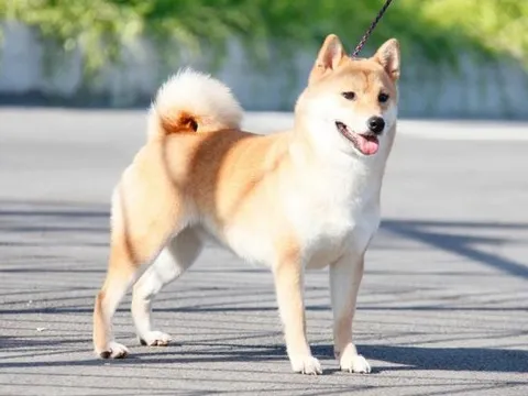 3 con giáp may mắn nhiều nhất ngày 14 tháng 2