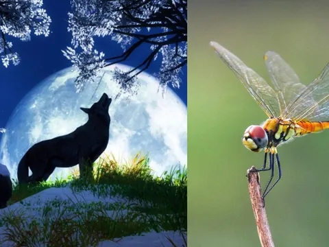 Không phải sư tử, rắn như mọi người lầm tưởng, đây mới là loài động vật săn mồi giỏi nhất thế giới