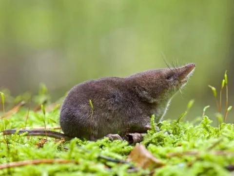 5 loài vật say xỉn hơn cả con người: Số 2 cực phổ biến ở Việt Nam, số 5 thậm chí phải đi cai nghiện rượu