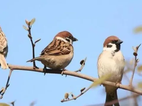 Có câu nói dân gian: 'Hai con chim bay vào cửa, dù không giàu cũng vẫn vui', bạn biết hai con chim này là loài gì không?