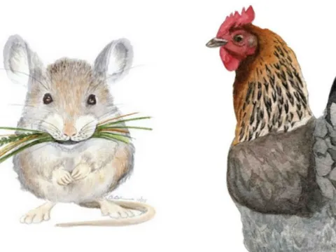 Tử vi ngày 15/2/2025 của 12 con giáp: Tý đón may mắn, Dậu thận trọng kẻo hao tài