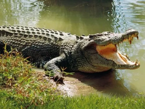 Choáng ngợp trước sức mạnh của 6 loài cá sấu lớn nhất thế giới