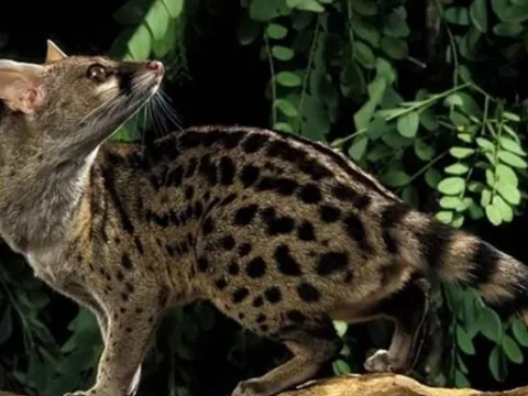 Loài động vật với khả năng giao phối liên tục đến 8 giờ khiến giới khoa học sửng sốt