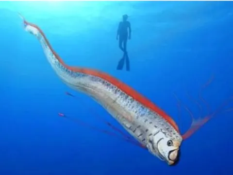 Khám phá top 10 loài động vật dài nhất thế giới: Bất ngờ với quán quân dài tới 55 mét!