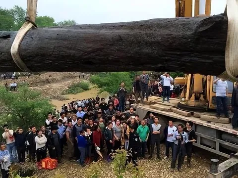 Người nông dân phát hiện khúc gỗ mun khổng lồ dài hơn 30m, nặng 60 tấn, tỏa ra mùi thơm kỳ lạ: 'Sốc' khi chuyên gia xác định giá trị của nó lên tới hàng chục tỷ đồng