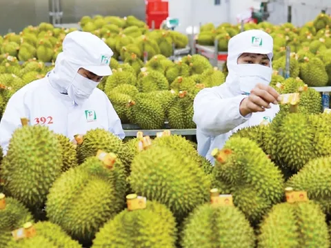 Đài Loan gia hạn kiểm tra sầu riêng nhập khẩu từ Việt Nam 