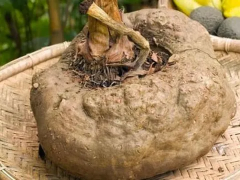 Ở miền Bắc có một loại củ có cái tên 'chẳng giống ai', xưa dùng để 'cứu đói' nay thành đặc sản 250 nghìn đồng/kg