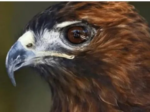 'Mũi khoằm và mắt hình tam giác, nên tránh xa': Người xưa dạy bạn cách nhận biết con người và quan sát tướng mạo của họ ra sao?