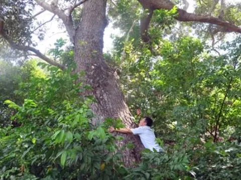 Loài cây cứng như sắt, quý hơn vàng, cả thế giới chỉ còn 13 cây ở Việt Nam, sở hữu cái tên đặc biệt