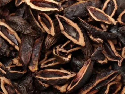 Thứ quả người Việt ít ai ngó ngàng nhưng sang Trung Quốc lại trở thành 'vàng ròng' có sức hút cực lớn