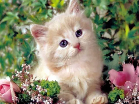 Cuối tháng 2, vận may thăng hoa: 4 con giáp đón tình yêu ngọt ngào, tài lộc bùng nổ