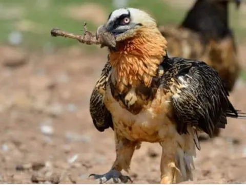 Loài động vật duy nhất thích ăn xương hơn thịt: Đó là loài nào?