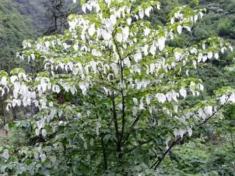 Có một cây quý hiếm tồn tại hơn 60 triệu năm trên trái đất chỉ mọc ở vùng núi cao, có gì đặc biệt mà được bảo tồn?