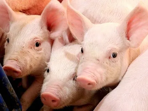 Giá heo hơi ngày 19/2/2025: Tăng mạnh, chạm mốc 74.000 đồng/kg 