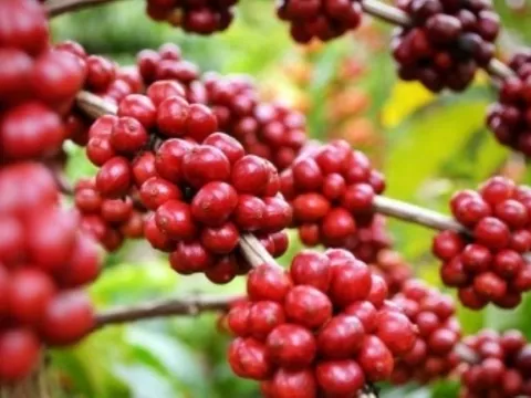 Giá nông sản ngày 19/2/2025: Cà phê giảm nhẹ, hồ tiêu vượt mốc 160.000 đồng/kg 