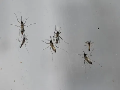 50 con muỗi cái chết ngay lập tức sau màn giao phối với muỗi đực, một thí nghiệm hứa hẹn xóa sổ mọi loài côn trùng gây hại trên hành tinh