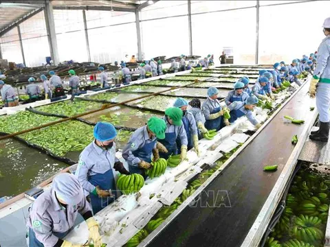 Doanh nghiệp Việt Nam đầu tư dự án nông nghiệp công nghệ cao quy mô lớn tại Campuchia