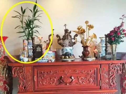 Bướm đậu bàn thờ là điềm lành hay dữ?