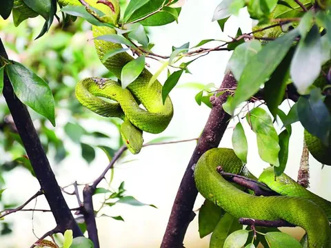 Kỳ thú "vương quốc rắn" Đồng Tâm