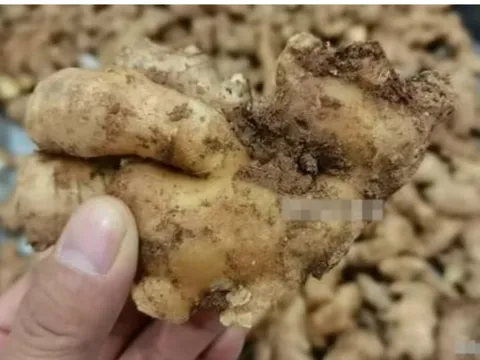 Bảo quản gừng 'chuyên nghiệp' với 3 mẹo cực hay này, gừng tươi ngon suốt cả năm, không sợ bị khô hay mọc mầm