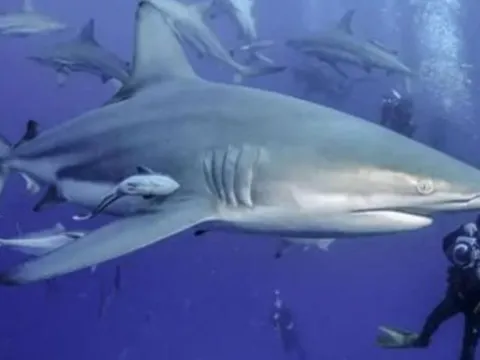 Tại sao con người chỉ ăn vây cá mập mà hiếm khi nghe nói đến việc ăn thịt cá mập? Thịt cá mập có thực sự không ngon?