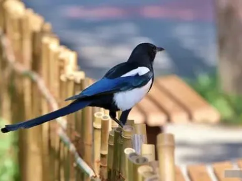 Có những dấu hiệu này ở nhà là điều may mắn, niềm vui từ trên trời rơi xuống, quý nhân sẽ đến