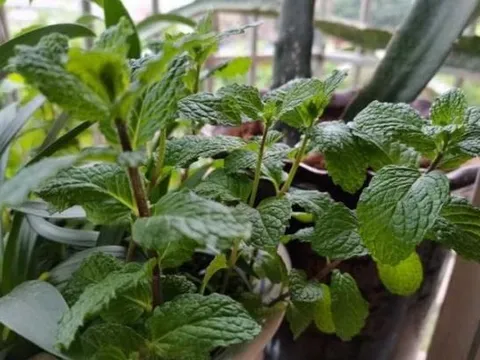 4 loại 'hoa đẹp' đuổi muỗi 'kỳ cựu', trồng một chậu ngoài ban công, muỗi không dám bén mảng