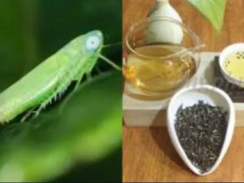 Loại trà quý hiếm bậc nhất, giá tăng gấp 13 lần 'càng bị bọ ăn càng đắt', Việt Nam may mắn có vài tỉnh trồng được