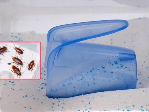 Cách diệt gián từ bột giặt và cơm nguội hiệu quả mà rất ít người biết