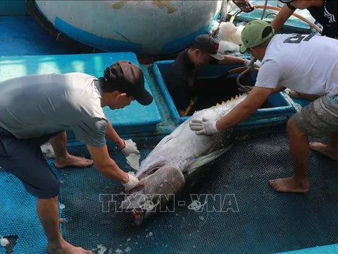 Thách thức mới với xuất khẩu cá ngừ Việt Nam