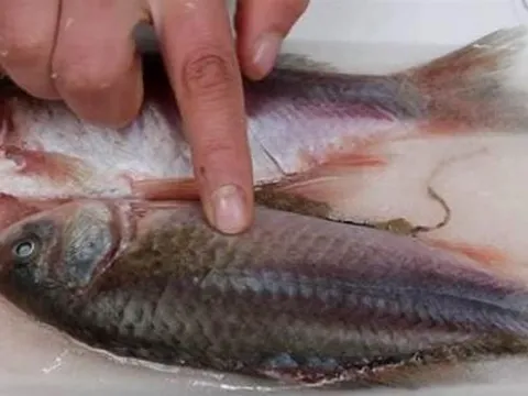 Cho dù là loại cá nào được rã đông, hãy nhớ phương pháp này, chỉ cần một mẹo nhỏ là cá sẽ được rã đông hoàn toàn trong vòng 5 phút. Thật là tuyệt vời!