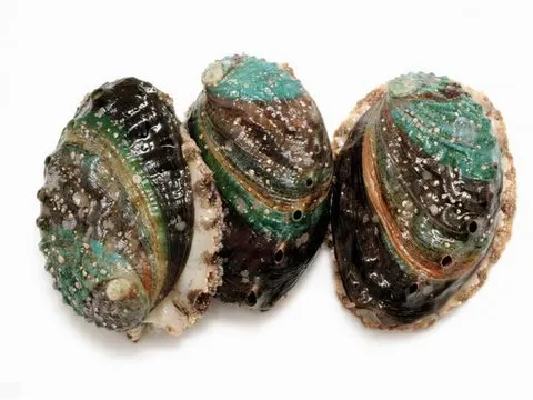 Lần đầu đi ăn bào ngư, nếu nhân viên hỏi bạn muốn gọi mấy 'đầu', đây là một câu trả lời chuyên nghiệp, nếu không sẽ khiến mọi người bật cười