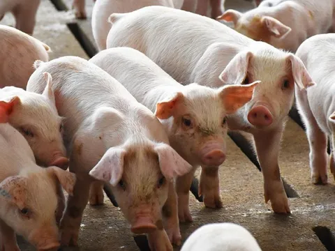 Giá heo hơi ngày 24/2/2025: Đà tăng tiếp diễn trên cả ba miền