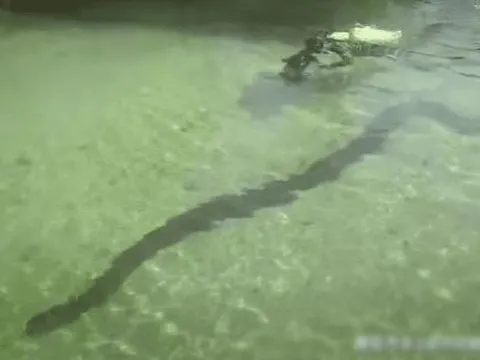 Loài rắn lớn nhất thế giới, kể cả báo đốm và cá sấu cũng không phải là đối thủ, chúng khủng khiếp như thế nào?