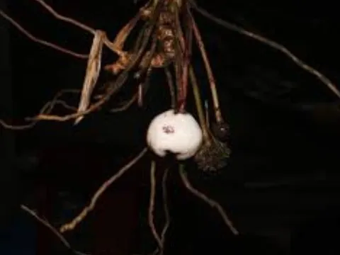 Loài cây có bề ngoài giống củ tỏi, cả thế giới chỉ tìm thấy duy nhất trên lãnh thổ Việt Nam